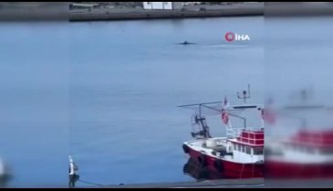Yalova'da yunus balıkçı barınağına girdi