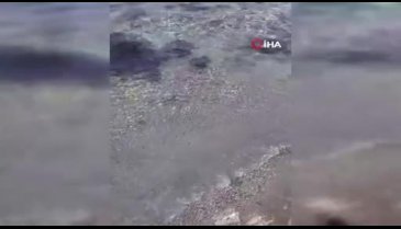 Bursa'da ölü yavru yunus balığı karaya vurdu