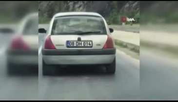 Artvin'de sürücünün arka koltukta buzağı taşıması, kameraya yansıdı