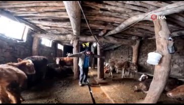 Erzincan'da 'Dilber' şarkısı ile ineklerin süt verimini artırdı