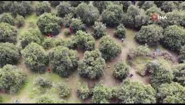Hatay'da 46 şehirden gelen 200 gönüllü enkaz kentte narenciye hasadında