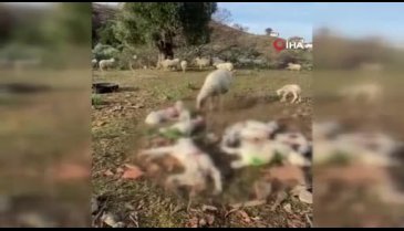 Çanakkale'de sokak köpekleri ağıla saldırdı! 40 bin TL zarar oluştu