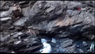 Tunceli'de ''Ormanın hayaleti'' görüntülendiğini anlayınca poz verdi