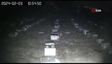 Tokat'ta çakallar bal peteklerine dadandı