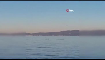 Bursa'da yunus balıklarından görsel şölen