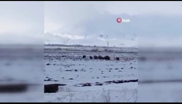 Aç kalan domuz sürüsü Erzurum'da köye indi