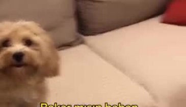 Sosyal medyada bu köpek gündem oldu