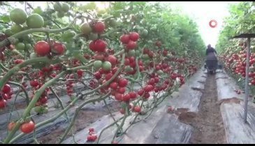 Mersin'de örtü altı domates hasadı başladı