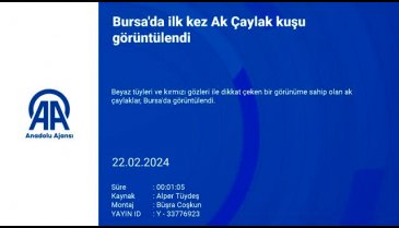 Bursa'da Beyaz tüyleri ve kırmızı gözleri ile dikkat çeken ak çaylak kuşu