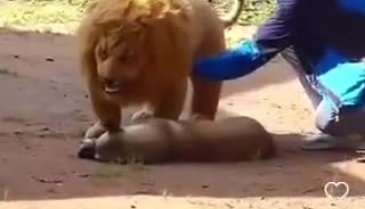 Köpeğe yapılan korkunç şaka viral oldu!