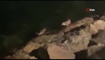 Bursa sahillerinde su samurları ve yunus balıkları görüldü