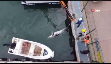 Mersin'de yunus balığı ölü olarak bulundu