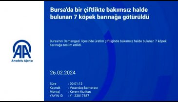 Bursa'da üretim çiftliğinde bakımsız halde bulunan 7 köpek koruma altına alındı