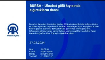 Bursa'da Uluabat gölü kıyısında sığırcıklar görsel şölen oluşturdu