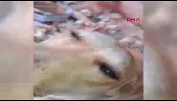 4 yavru köpeğin kulak ve kuyruklarını kestiler