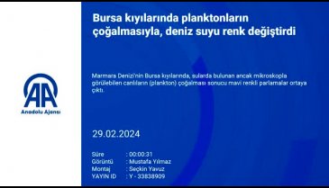Bursa'da deniz suyunda mavi renkli parlamalar ortaya çıktı