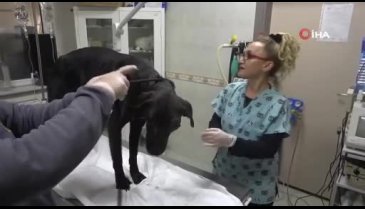 Bursa'da yaşayan 'Cingöz' isimli sokak köpeği artık göremeyecek!
