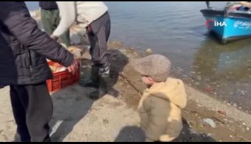Bursa İznik Gölü'nde sazan bereketi yaşanıyor