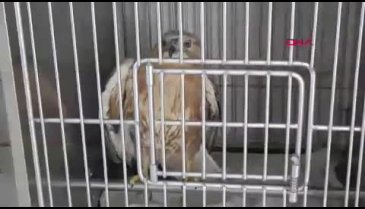 Afyonkarahisar'da tedavileri tamamlanan 3 kuş doğaya salındı