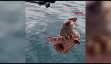 Muğla'da 1 metre boyunda müren yakalandı