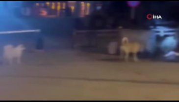 Uludağ'da kış uykusundan uyandı, çöpleri böyle devirdi