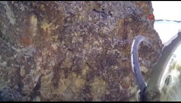 Van'da yaban keçileri fotokapana yakalandı