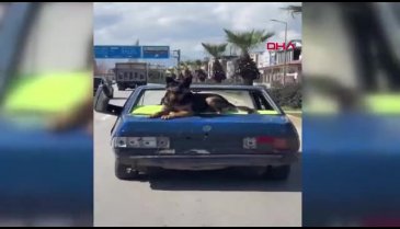 Antalya'da bir otomobil köpekle kilometrelerce yol gitti