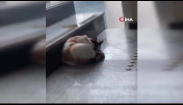 Bursa'da kedi hastanede doğum yaptı