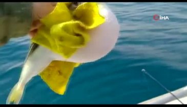 Mersinli balıkçılar 'balon balığı avcılığına yönelik teşvik'ten memnun