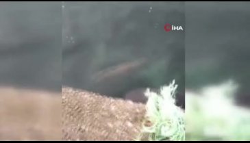 Nesli tükenmek üzereydi! Sinop'ta görüntülendi