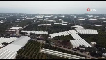 Mersin'de 'karadut' hasadı devam ediyor: Kilosu 80 TL
