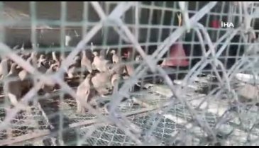 Kahramanmaraş'ta 10 bin kınalı keklik üretildi: Adaptasyonunun ardından doğaya salınacaklar