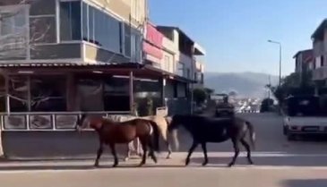 Bursa'da atlar trafikte dolaşıyor!