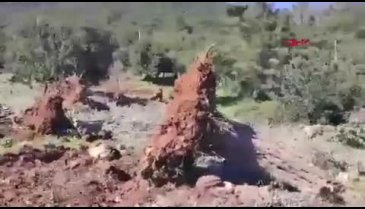 Muğla'da kesilen 30 zeytin ağacı için 30 bin lira ceza