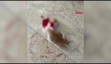 Bursa'da korkunç olay! Yavru kediler başları kesilerek öldürülmüş halde bulundu