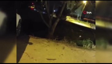 Bursa'da domuz sürüsü şehre indi!