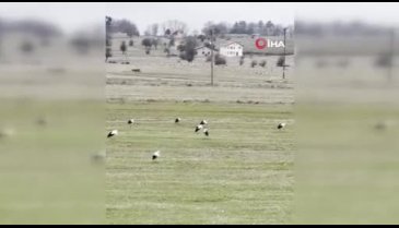 Bursa'da leyleklerin dansı böyle görüntülendi