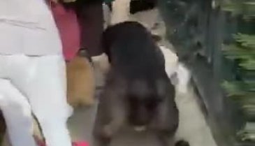 Ünlü şarkıcı Banu Parlak'ın tasmasız gezdirdiği köpeği başka köpeğe saldırdı!