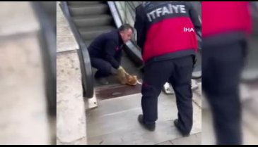 Karabük'te bir kedi acı içerisinde yardım bekledi