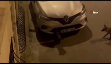 Bursa'da aç kalan tilki şehir merkezine indi