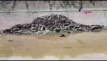 At eti skandalı sonrası uyarı! "Pişirirken anlarız"