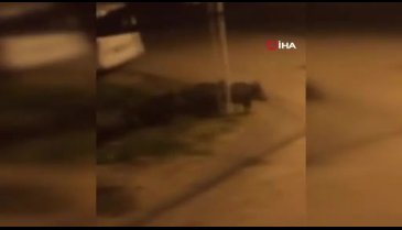 Bursa'da domuz sürüsü şehir merkezine indi