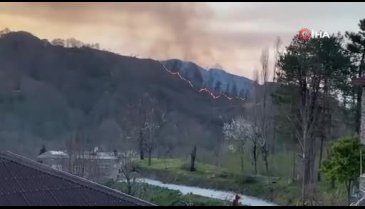 Trabzon'da orman yangını