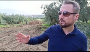Bursa'da ölen kişiye gönderilen tebligat 60 zeytin ağacını hayattan kopardı!