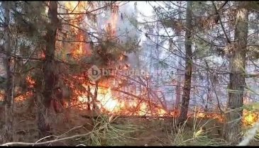 Bursa'da ormanlık alanda yangın!
