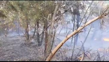 Bursa'da ormanlık alanda yangın! -2