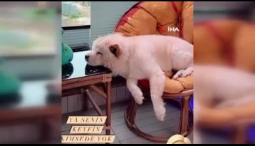 Başka köpekten sahibini kıskandı, bacağını parçaladı!
