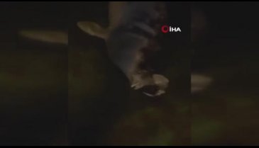 Mudanya'da denizde fok balığı görüldü