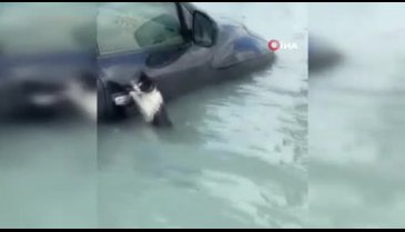 Selde mahsur kalan kedi, araç kapısına tutunup yardım bekledi