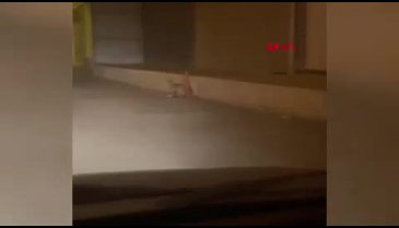 Bursa'da aç kalan tilki merkeze indi